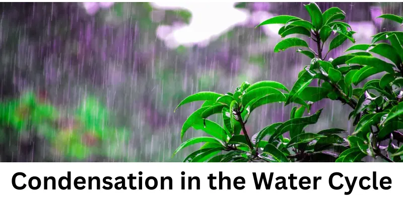 Condensation In The Water Cycle