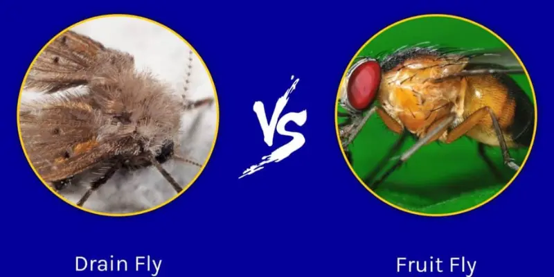 Drain Flies Vs. Fruit Flies