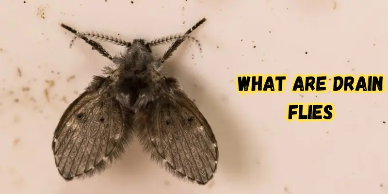 What Are Drain Flies